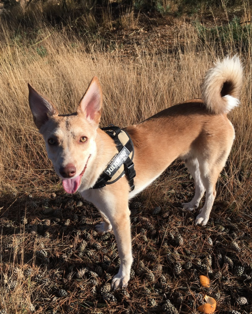 Puppie Karel in het dierenziekenhuis