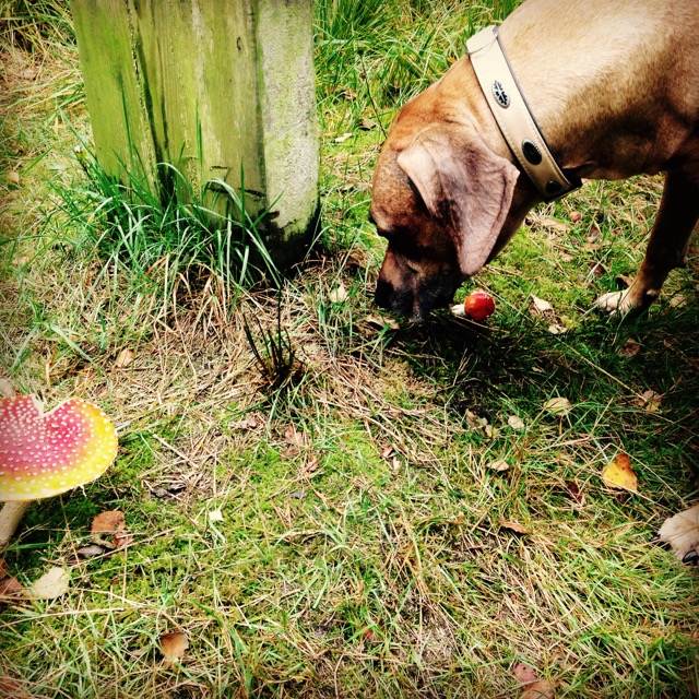 Winterse herfstwandelingen