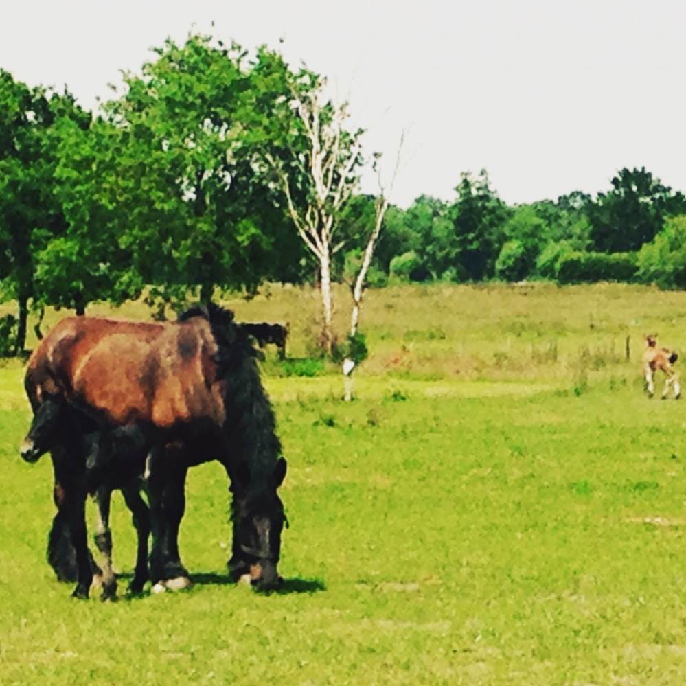Het zicht vanuit mijn tuin