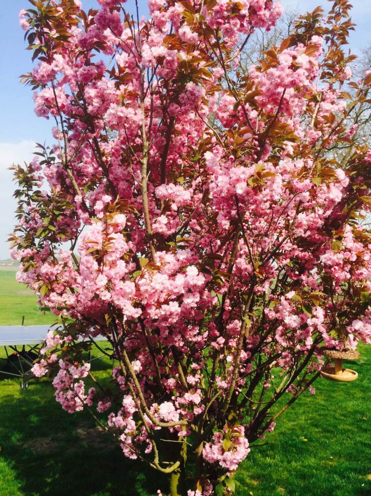 OOOOOO spring please come !!